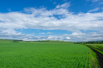 Fototapeta na wymiar Green field of spring wheat. Beautiful rural landscape.