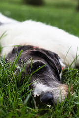Big Lazy Dog
