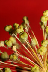 Flower blossom close up botanical background allium nigrum family amaryllidaceae high quality big size prints