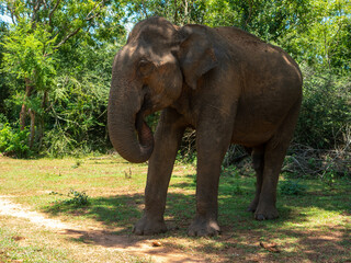 Fototapeta na wymiar Udawalawe National Park, where you can see wild animals in their natural habitat. Large elephant came out of the jungle for food. Udawalawe, Sri Lanka