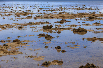 由布島の海岸　沖縄　日本