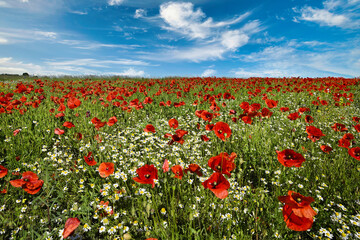 Beautiful summer day over poppy field