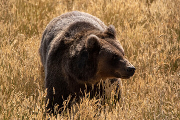 Brown Bear