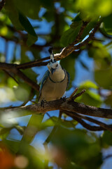 Beautiful closeup view of a blue bird -blue jay- in the beach of Costa Rica