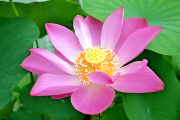 A pink color sacred lotus