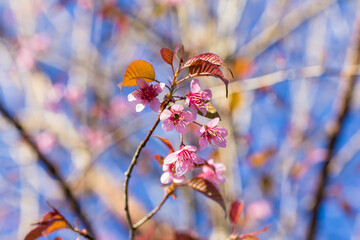 Wild Himalayan Cherry Field, Sakura In Thailand.