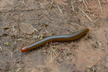 Millipede on the ground