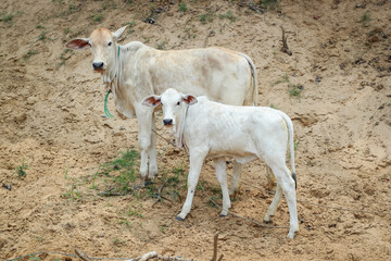 Obraz na płótnie Canvas Two Countryside cows in Cambodia
