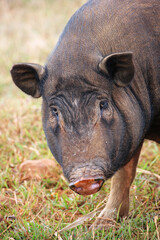 Fototapeta na wymiar Wild pig close up face