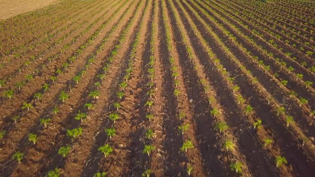 Drone shot over view of cassava plantations