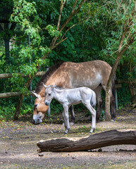 Przewalski‘s horse with a week old foal. Karlsruhe, Baden Wuerttemberg, Germany