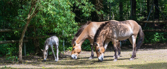 Przewalski‘s horse with a week old foal. Karlsruhe, Baden Wuerttemberg, Germany