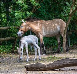 Przewalski‘s horse with a week old foal. Karlsruhe, Baden Wuerttemberg, Germany