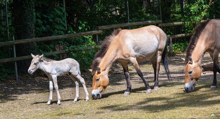 Fototapeta premium Przewalski‘s horse with a week old foal. Karlsruhe, Baden Wuerttemberg, Germany