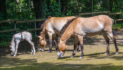 Obraz na płótnie Canvas Przewalski‘s horse with a week old foal. Karlsruhe, Baden Wuerttemberg, Germany