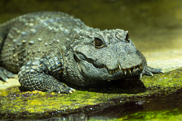 Dwarf-Crocodile-(Osteolaemus-letraspis)