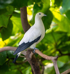 Pied Imperial Pigeon (Ducula bicolor), adult, sitting on a branch