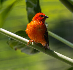 Red fody (Foudia madagascariensis) perched on a branch