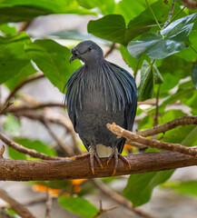 Nicobar Pigeon (Caloenas nicobarica), adult on tree.