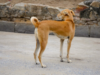 Naklejka na ściany i meble Street dog in india roaming freely in indian village rural city street road.