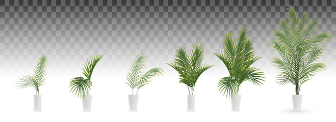 set of palm tree in white vase