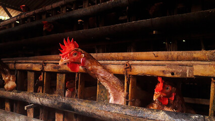 the head of a laying hen looking out of the coop. brown laying hens. chicken farm coop. food...
