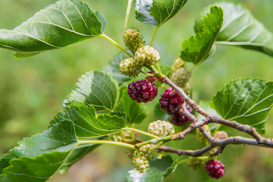 Ripening mulberry berries in the garden.