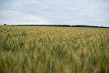 field of wheat with cloudy sky