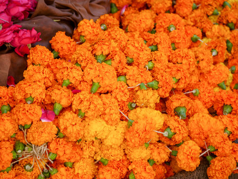 Heap of marigold flowers garlands. Marigold flower garland use for religious purposes in India.