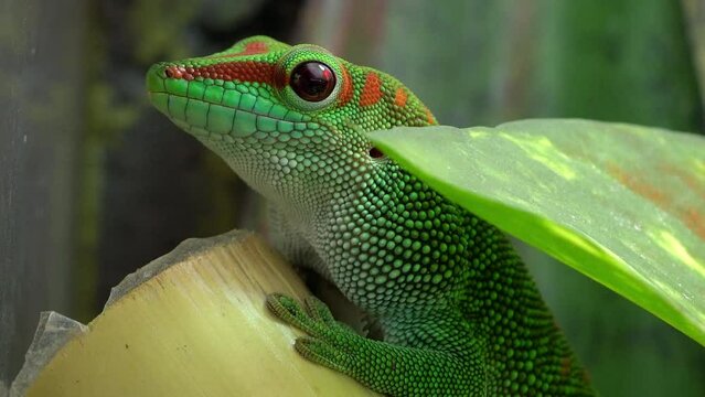 Crimson Giant Day Gecko cautiously sitting on bamboo watching as it breaths holding still.