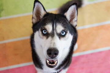 Happy dog smiling on rainbow striped floor