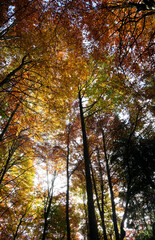Fototapeta premium trees with lots and lots of colorful leaves ready to fall on October viewed from below