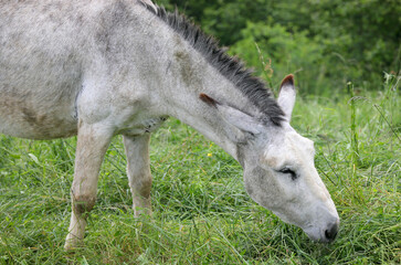 Naklejka na ściany i meble donkey grazing the grass with closed eyes and long ears