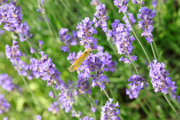 butterfly called Colias Croceus or Clouded Yellow on the lavender flowers in summer