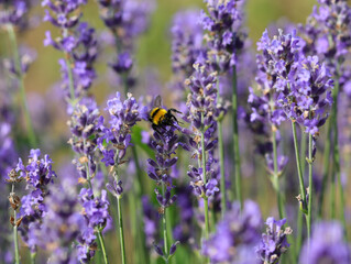 Insect bumblebee like a big bee while sucking nectar from lavender flowers © ChiccoDodiFC