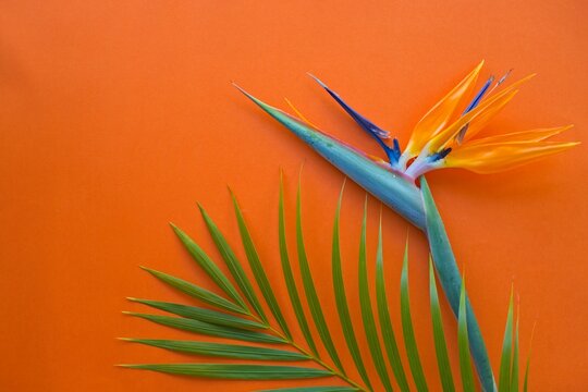 Strelitzia flower and green palm fond on orange - tropical background