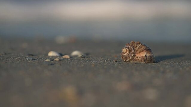 4k video detail view of a shell on sand in sunset light. Blue color sea water wave in background. Beautiful landscape at the seaside.