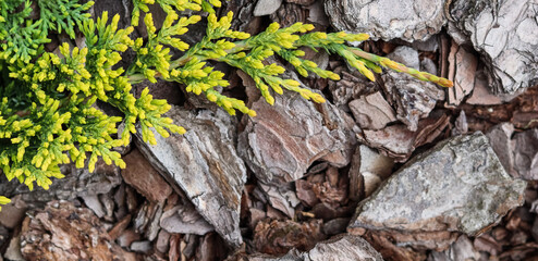 Golden Carpet, Creeping Juniper against the background of bark