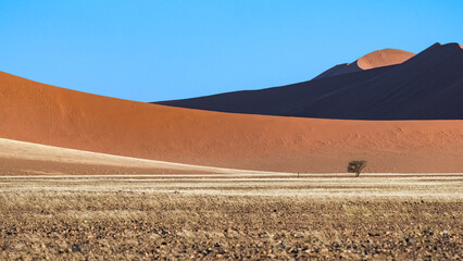 Namibia, the Namib desert, graphic landscape of yellow dunes, rain season
