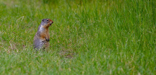 Ground squirrel  or ground hog checking out the environment in British Columbia  