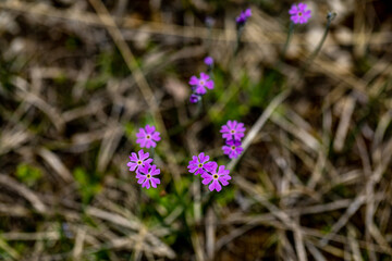 Primula farinosa flower in meadow, close up	