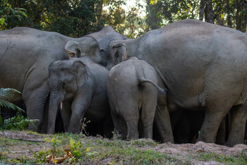 Fototapeta premium Party