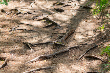 Bare roots. Walk trail, narrow path through lush coniferous forest with dense roots network on the ground