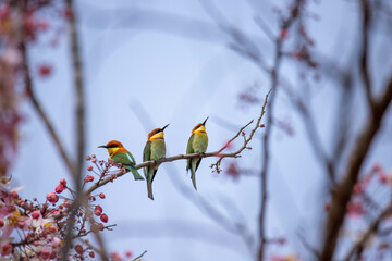 Little Bird