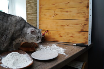 A big cat on the table with flour and a plate