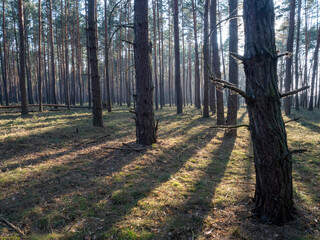 Early spring forest at sunset, A pine forest, Lower Silesia, Poland