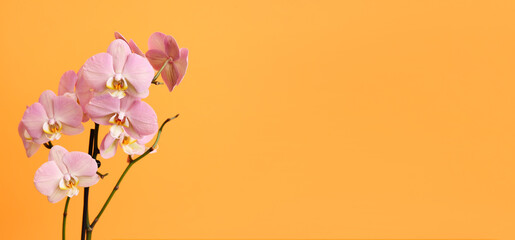 Beautiful orchid flowers on orange background with space for text