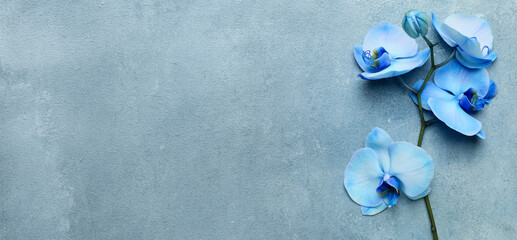 Beautiful orchid flowers on light blue background with space for text