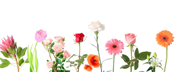Set of different beautiful flowers isolated on white