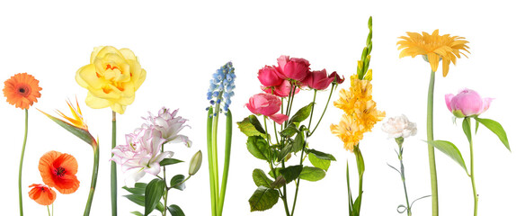 Set of many different beautiful flowers isolated on white